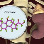 Cortisol: Clave Hormonal en Nuestras Respuestas al Estrés