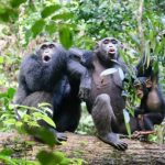 Diversidad Cultural en Comunidades de Chimpancés