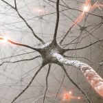 Duración de vida de una neurona: ¿Cuánto tiempo vive?