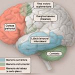 El funcionamiento de la memoria humana