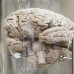 El Funcionamiento del Cerebro Humano: Una Mirada en Profundidad