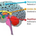 El modelo tri-cerebral: reptiliano límbico y neocórtex