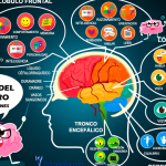 El procesamiento cerebral de la información