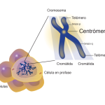 Elementos esenciales de un cromosoma
