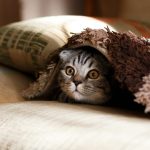 Estrategias efectivas para manejar el estrés en gatos