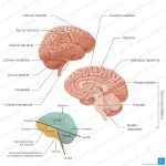 Estructuras y Áreas del Cerebro Humano: Una Guía Completa