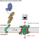 Estudio revela vínculo entre beta-amiloide y causa del Alzheimer