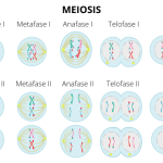Etapas clave de la meiosis explicadas paso a paso