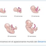Etapas del Desarrollo Dentro del Útero