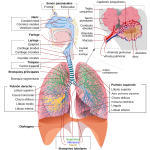 Etapas esenciales del proceso respiratorio
