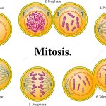 Etapas fundamentales del proceso de mitosis