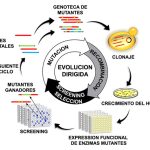Evolución Dirigida: Innovación en Selección Artificial