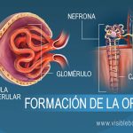 Formación de orina: Un recorrido detallado