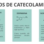 Función de las catecolaminas en el cuerpo humano
