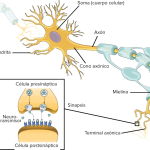 Funcionamiento de las neuronas: Una guía sencilla