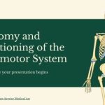 Funcionamiento y secretos del sistema locomotor humano