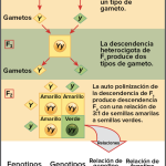 Genética y diversidad: un vistazo a la segregación genética
