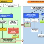 Guía Completa sobre la Esteatosis Hepática: Causas y Soluciones