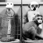 Impacto de la Deprivación Materna: Experimento de Harlow