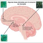 Impacto de la marihuana en el sistema nervioso