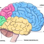 Impacto del alcohol en el desarrollo del lóbulo frontal
