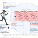Impacto del Eje Intestino-Cerebro en el Rendimiento Deportivo