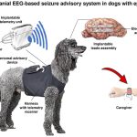 Impacto del placebo en animales
