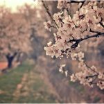 Impacto psicológico de la primavera en nuestras emociones