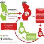 Influencia de la flora intestinal materna en el desarrollo fetal