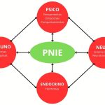 La conexión mente-cuerpo: Psiconeuroendocrinoinmunología en la salud integral