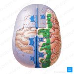 La delicada función de la piamadre en el cerebro