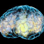 La Dopamina: Clave en la Comunicación Cerebral