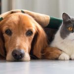 La elección entre perros y gatos revela tu personalidad