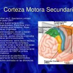 La esencia de la corteza motora primaria