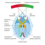 La Fascinante Complejidad de la Corteza Visual Humana