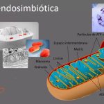 La fascinante historia detrás de la teoría endosimbiótica