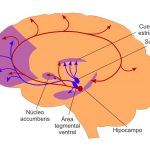 La fascinante odisea del área retroesplenial en el cerebro