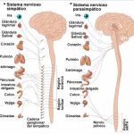 La sorprendente función de las meninges en nuestro cuerpo