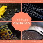 Los animales más venenosos del mundo