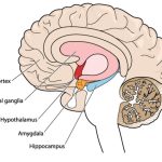 Los Misterios de la Amígdala Cerebral: Clave del Comportamiento Humano