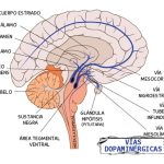 Magia de la Cisura de Silvio: Cerebro Revelado
