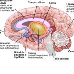 Maravillas del Circuito Cerebeloso