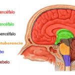 Mielencéfalo: Funciones y secretos del cerebro primitivo