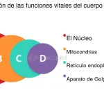 Misterios del Aparato de Golgi: Función y Estructura Claves