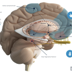 Misterios del Área Tegmental Ventral