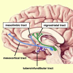 Misterios del sistema vía tuberoinfundibular revelados