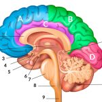 Misterios del Telencéfalo: Funciones y Conexiones Neuronales