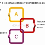 Misterios Revelados de los Canales Iónicos