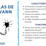 Misterios y funciones de las células de Schwann