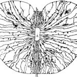 Misterios y funciones de los leucoblastos en el cuerpo humano